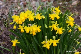 grues ,jonquilles,violettes,Nikky 030.JPG