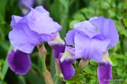 jardin avril,tulipes pivoine,iris d'eau,chenilles 089.JPG