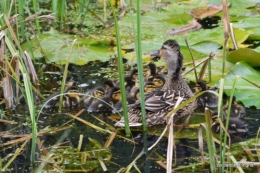 puces Lalinde,bébés canards,au moulin souci 053.JPG