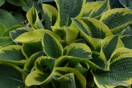 jardin avril 127.JPG