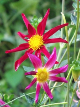 les Essards,concours terre neuve,jardin, 059.JPG