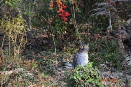 bourdon,givre,le chat 093.JPG