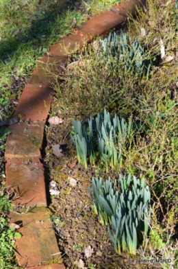 tulipes,crocus ,jardin 033.JPG