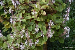 poule d'eau,travaux et dernières fleurs,tonte,sapin bois 051.JPG