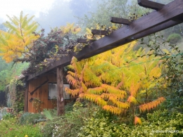 brouillard le matin d'automne 057.JPG