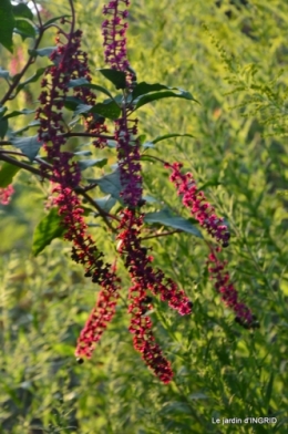 fleurs petit jardin,bouquets,grand jardin 094.JPG