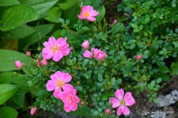 fête de la fraise Vergt,roses jardin 143.JPG