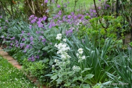 jardin avril,tulipes pivoine,iris d'eau,chenilles 068.JPG