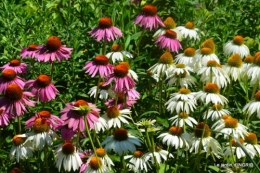 l'ange,puces Cadouin,Romane,piscine,phlox,échinacéas 115.JPG