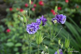 coquelicots 016.JPG