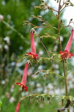 tour de France,jardinde Mme Peyrichou 020.JPG
