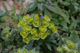 jonquilles,tableau d'ambience,champignons,gouttes d'eau 042.JPG
