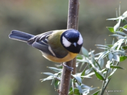 les écorces,troncs,oiseaux ,héllébores 094.JPG