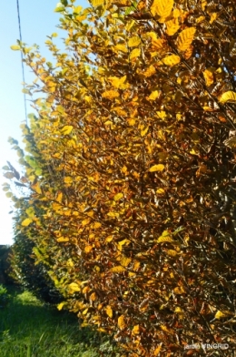 fin de l'automne,Lalinde,bouquet de l'avent 041.JPG