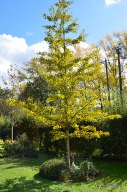 jardin octobre 032.JPG