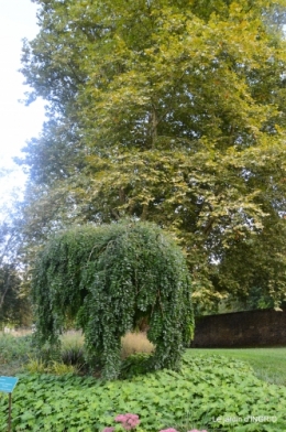 cornouiller,Limeuil,Campagne, 192.JPG