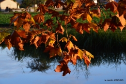 jardin automne,voisinage,canal 083.JPG