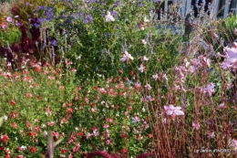 jardin Mme Perichou,grandes fleurs,bouquet,jardin 009.JPG