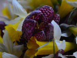 les jonquilles des bois 054.jpg