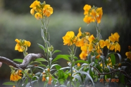 mésanges, nid frelons,fleurs décembre 072.JPG