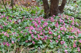 pluie,violettes,hélébores,jonquilles,jardin 049.JPG