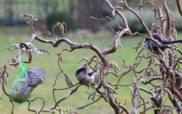 les oiseaux,les poules d'eau 109.JPG