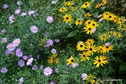 dahlias,massifs refaits,Lalinde,jardin 086.JPG