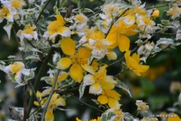 géraniums,glycine Monpazier,cabane,arums,fleurs sauvages 122.JPG
