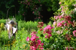 potager,chenille,pour le 18 juin,tour du jardin 078.JPG