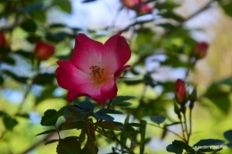 coquelicot,tonte paquerettes,Julie,jeux 064.JPG