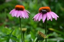 jardin,les filles,gerbera,Lalinde 066.JPG