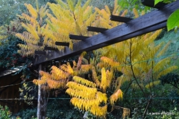 canal automne ,jardin,Ines 024.JPG