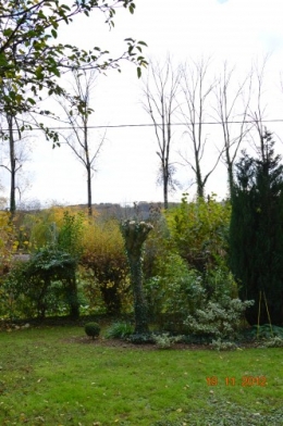 plectanthrus,taille avec fabien albizia,automne 097.JPG