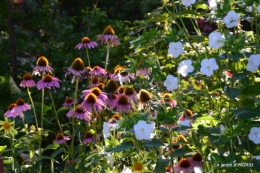 jardin ,bord de la Dordogne,cygnes 038.JPG