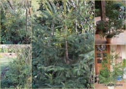 2019-12-19 Noel extérieur,fin d'automne,oiseaux1.jpg