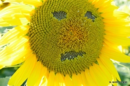 tournesols,podium,Lucas,jardin,Calès 058.JPG