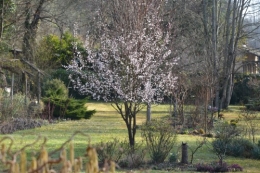 crocus,nichoirs,jonquilles,jardin,coucher du soleil 017.JPG