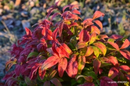 première gelée,compositions florales à garder,jardin 019-001.JPG