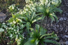 taille rosiers,decos pour insectes 044.JPG