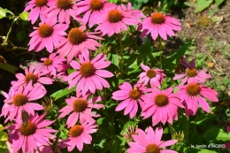 jardin,papillons,Cadouin,légumes,Sophie, 088.JPG