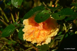 automne jardin,la rue,abeilles,les p filles 028.JPG