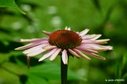 jardin,papillons,Cadouin,légumes,Sophie, 069.JPG