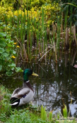 canard,tableau,hostas 005.JPG