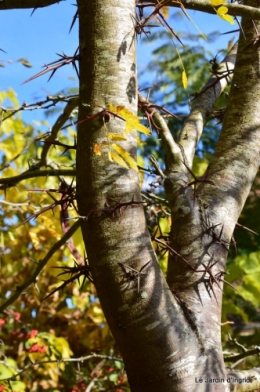 jardin automne ,travaux feuilles 028.JPG