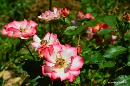 le jardin de Frescati,roses 096.JPG