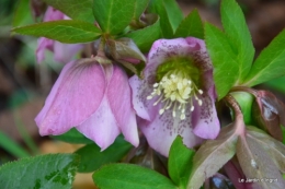 helebores,perce neige,chevreuils 050.JPG