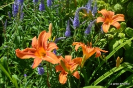 inondation,jardin,oeufs cygnes,chez Nathalie 057.JPG