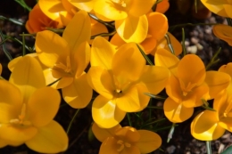 crocus,nichoirs,jonquilles,jardin,coucher du soleil 023.JPG
