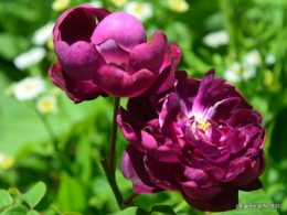 Epouvantails,ouverture,jardin 046.JPG