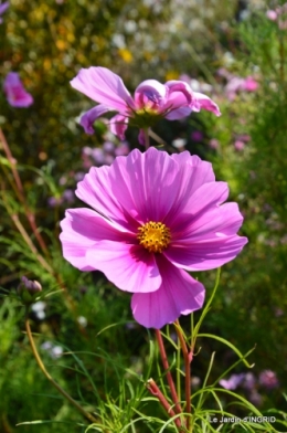 jardin Mme Perichou,grandes fleurs,bouquet,jardin 015.JPG
